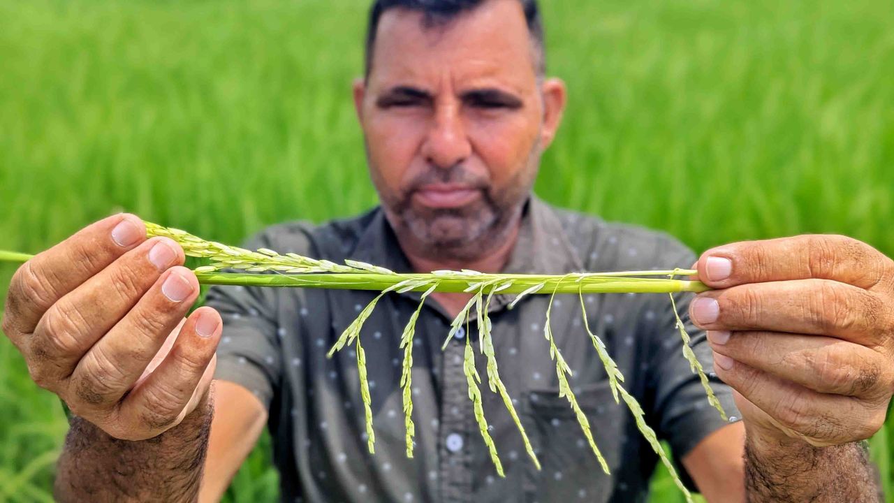 Satish Kumar with whatever is left of his rice crops. 