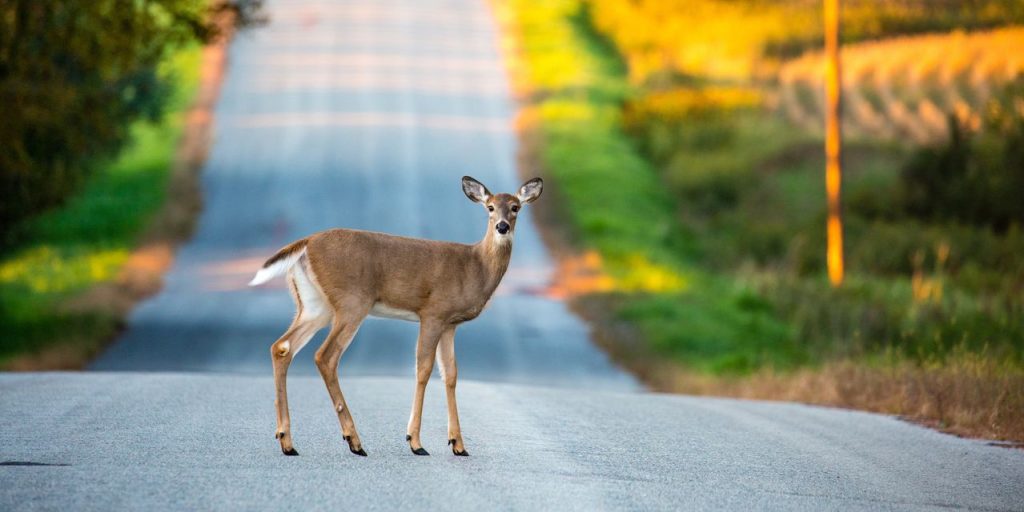 ‘This is a real head-scratcher’: Auto insurers are mystified by this big change in the number of deer accidents